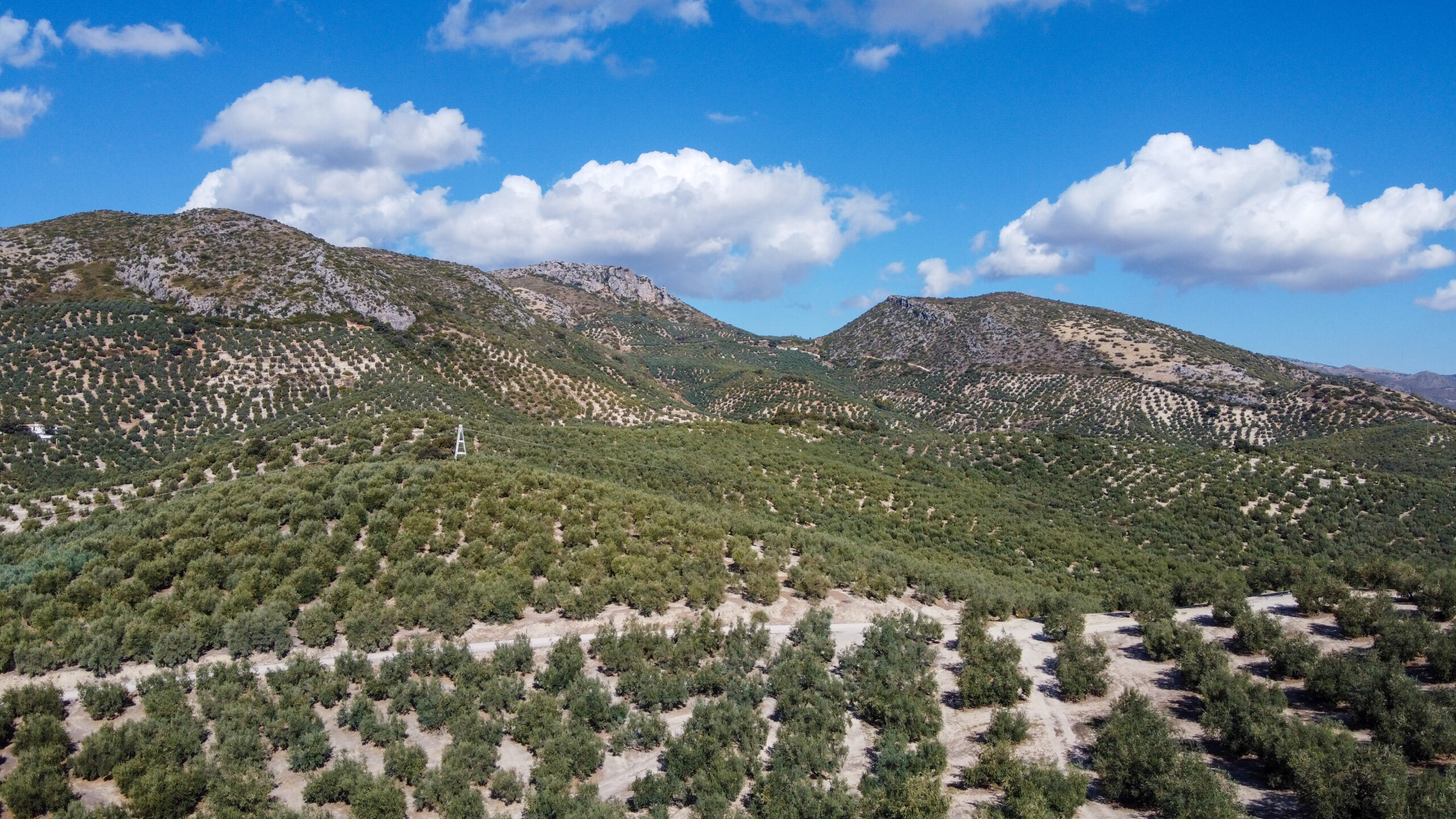 Antiguo tarro de arcilla de aceite de oliva de mil años, descubierto en Creta.