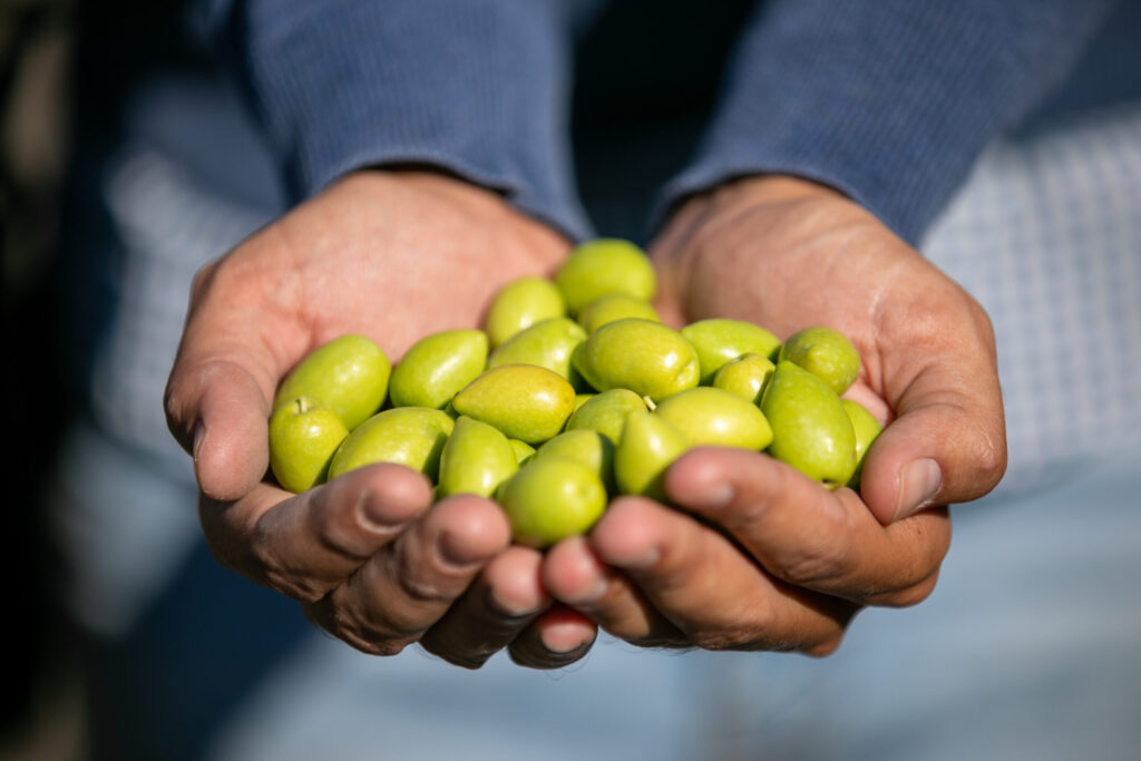 Aceite de oliva virgen extra de cosecha temprana, el oro verde