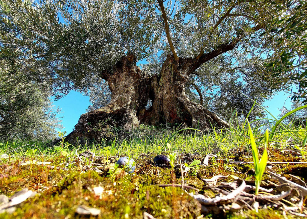 [Concurso Fotografía] Ganadores II Edición Almazaras de la Subbética: Olivar de la Subbética