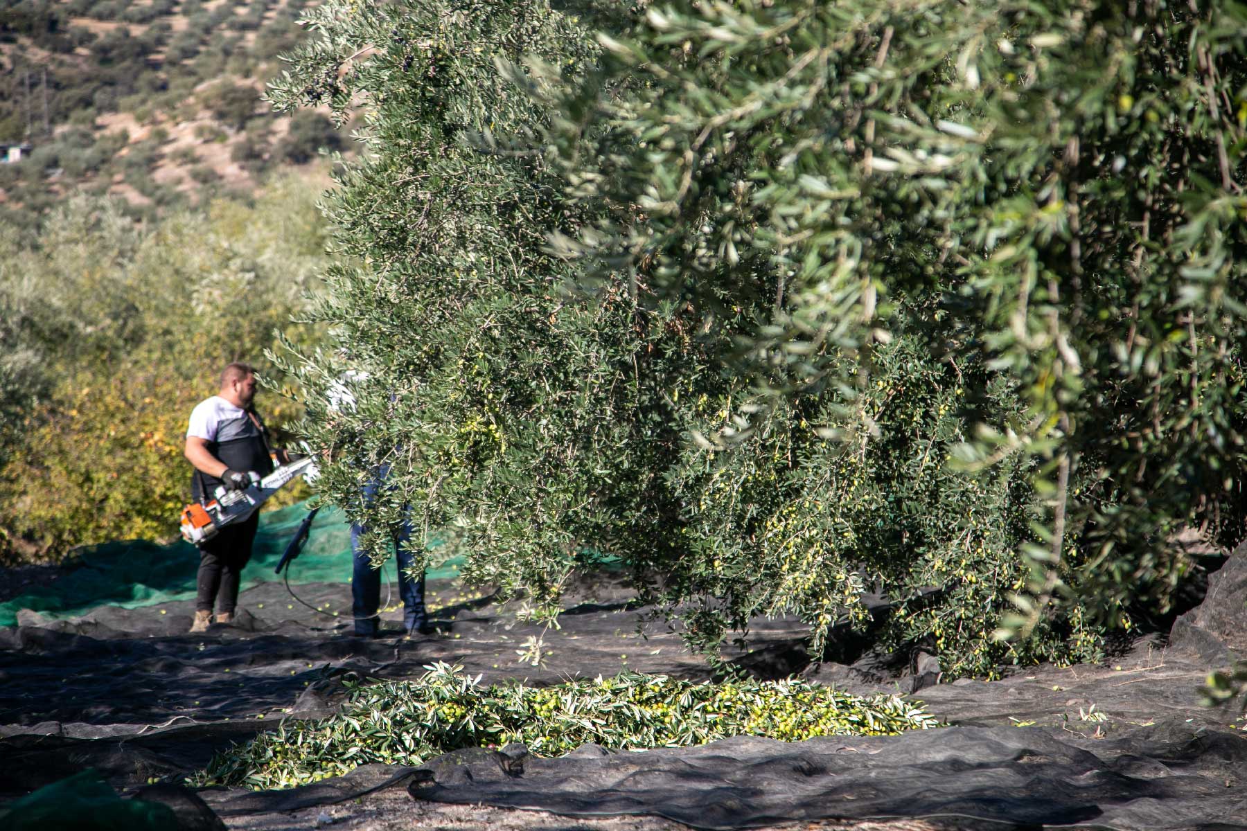 Recolección de Olivos características AOVE
