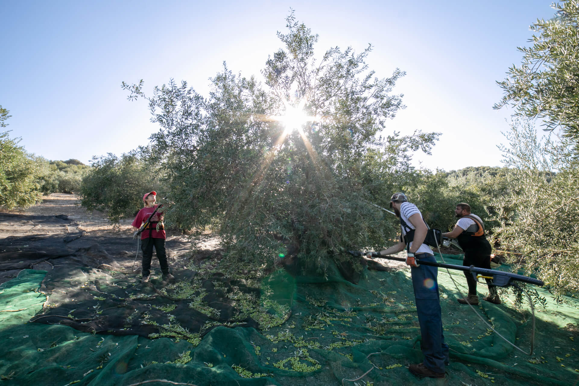 Agricultores trabajando en el olivar invierno para hacer aceite de oliva virgen extra