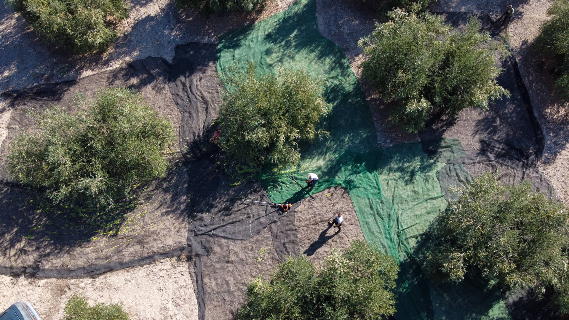 Olivos Día de Andalucía