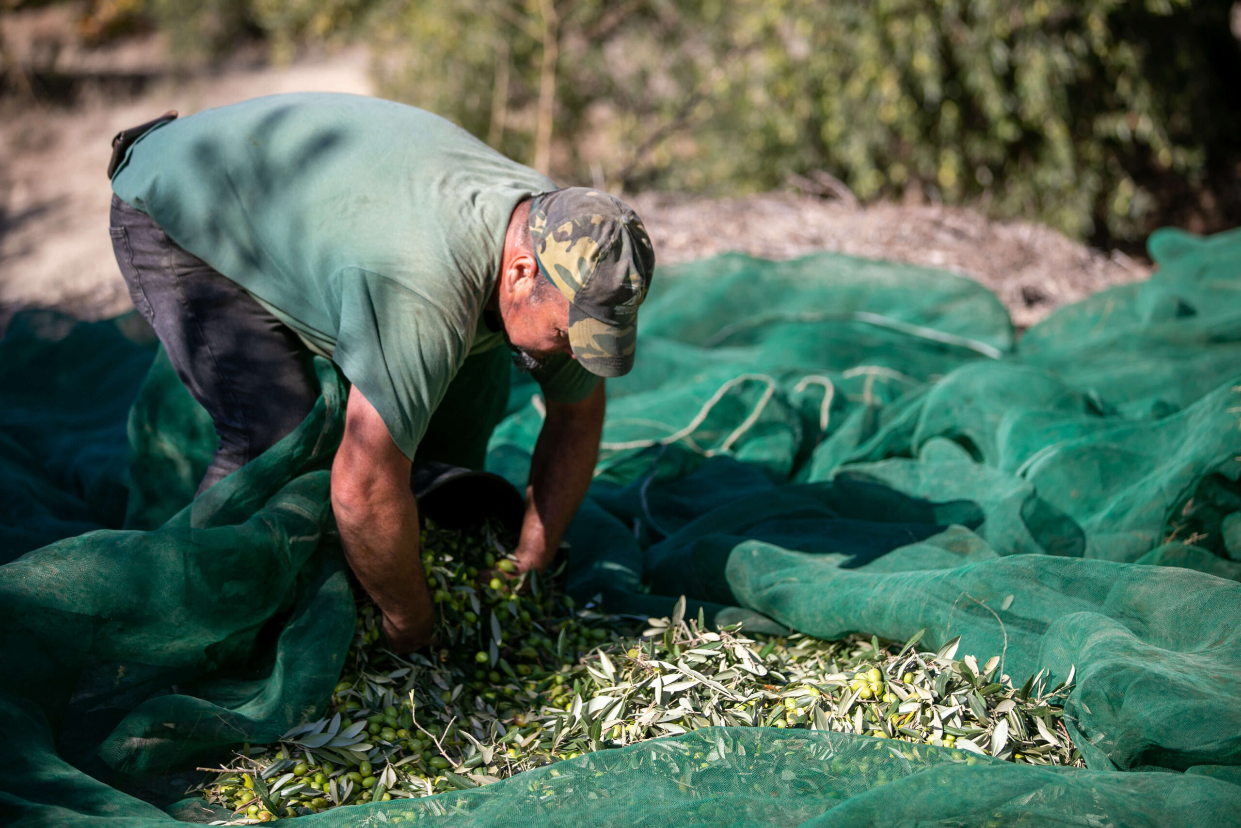 Hombre recogiendo aceitunas en el momento que se recoge la aceituna