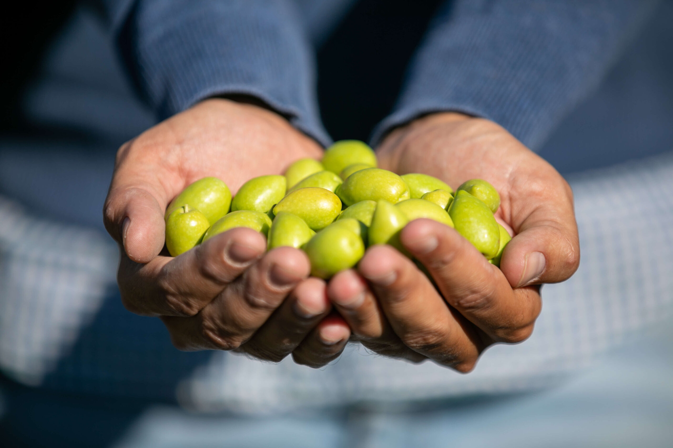 Manos llenas de aceitunas recogidas en el momento adecuado para recoger las aceitunas