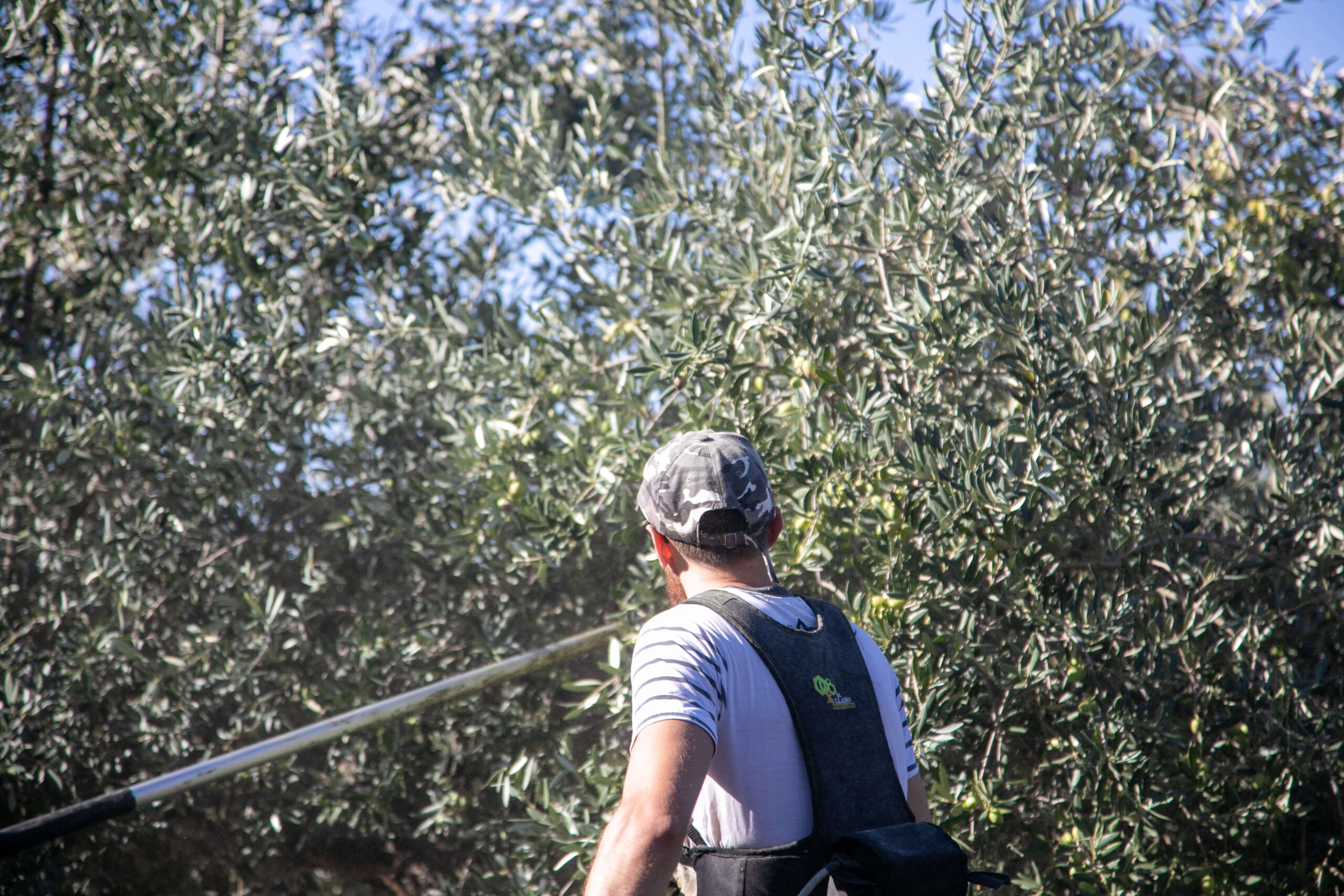 persona cosechando el olivo para aceite de oliva virgen extra en septiembre que es clave